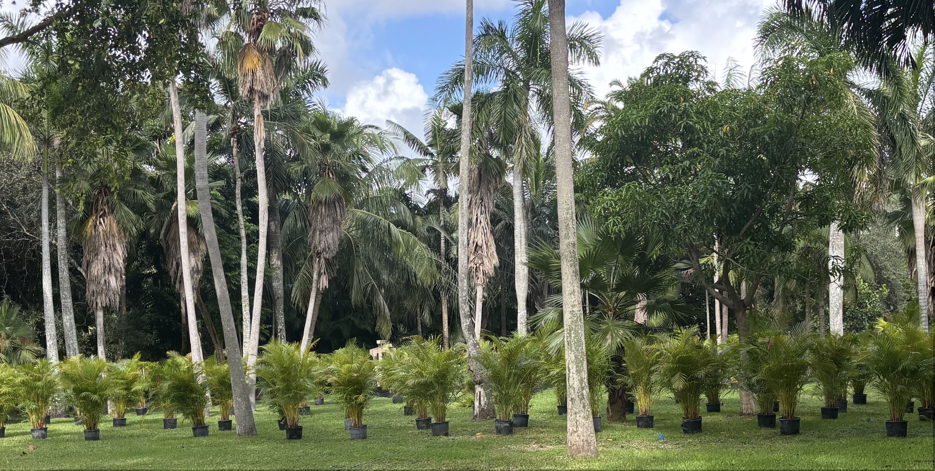 Areca Palm Collection 2